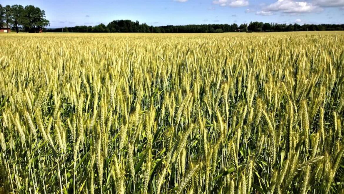 Wheat Extends to 3-year Highs on Thursday